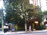 Foto de Capim Santo por Anderson Thees em 10/03/2011